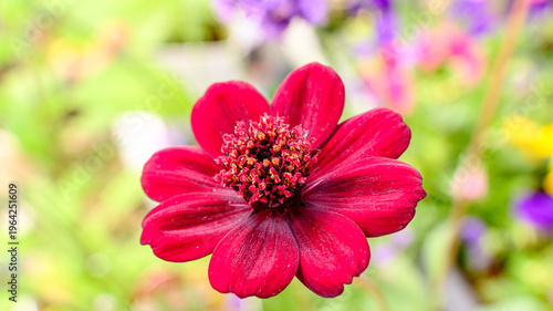 チョコレートコスモスの花のアップ