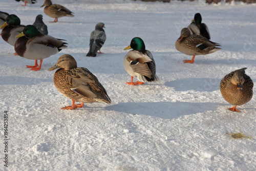 ducks in the snow
