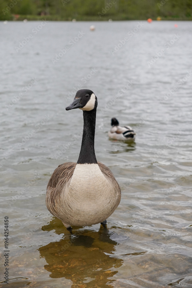 Fototapeta premium Canada goose standing in lake of park. migrating water bird portrait