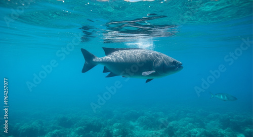 Large gray fish underwater swimming.