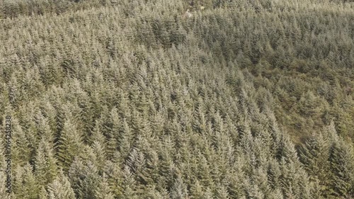 A dense forest of evergreen trees stretches across the landscape, creating a textured and uniform canopy.