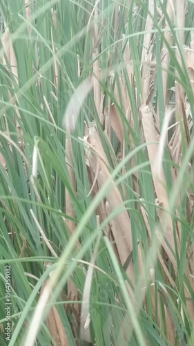 Delicate green reeds creating a calming backdrop. Perfect for meditation or relaxation visuals.