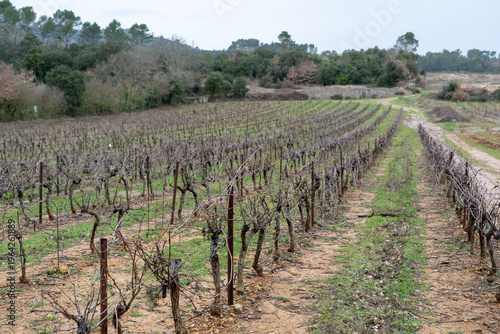 Vineyard in overcast weather. High quality photo