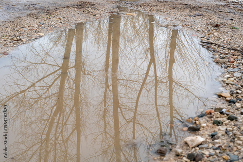 Puddle with reflections of trees. High quality photo