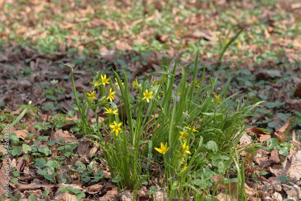 Fototapeta premium spring flowers in the grass