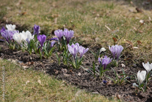 spring crocus flowers