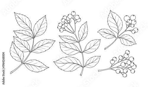 Black and white line of berry branches and leaves leaf botanical outline