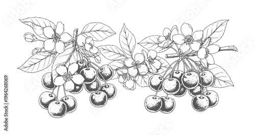 Black and white of cherry branches with fruit and flowers blossom