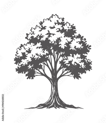 Silhouette of a deciduous tree with spreading branches and visible roots nature plant