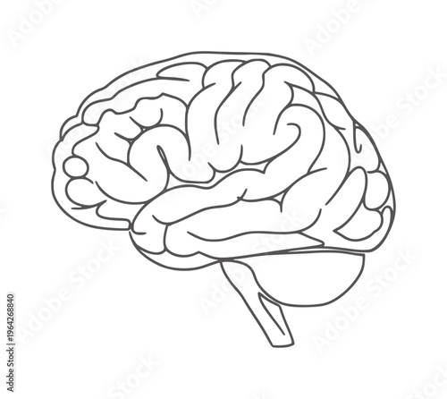 Simple black outline of human brain anatomy with cerebellum