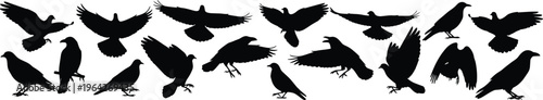 Black bird silhouettes set isolated on white background, crow raven and pigeon flying and standing vector illustration, diverse bird poses for graphic design projects.v