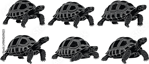 Collection of black tortoise silhouettes and giant turtle vector icons with detailed shells in various walking poses for wildlife nature and reptile conservation designs