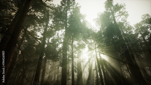 Sunlight streams through dense tree canopies, creating a serene atmosphere in the woods. Rays illuminate the forest floor, showcasing natures tranquility and beauty.