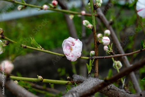 日本の岡山県倉敷市の児島と下津井の春の美しい風景