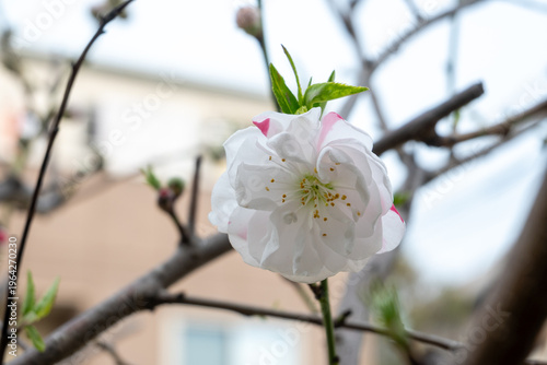 日本の岡山県倉敷市の児島と下津井の春の美しい風景