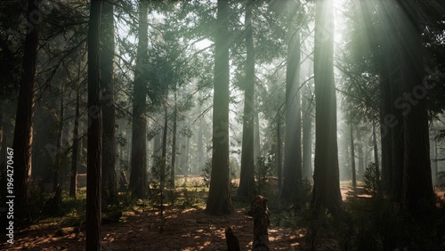 Sunlight filters through the dense canopy of tall trees, casting ethereal beams onto the forest floor. A tranquil atmosphere envelops the greenery, inviting exploration and reflection.