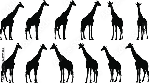 Giraffe silhouettes set isolated on white background, black african safari animal standing and walking vector illustration, diverse wildlife poses for professional graphic design projects.