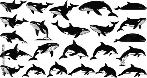 Large collection of orca, dolphin, and whale vector silhouettes in various swimming and breaching poses, marine life mammal illustrations isolated on white background for ocean design