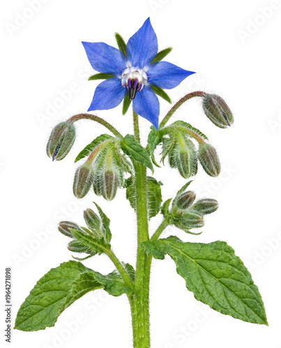 Fotografía Single Vibrant Blue Borage Flower with Hairy Buds and Green Leaves
