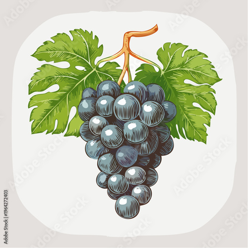 A bunch of purple grapes hangs from a stem with green leaves.