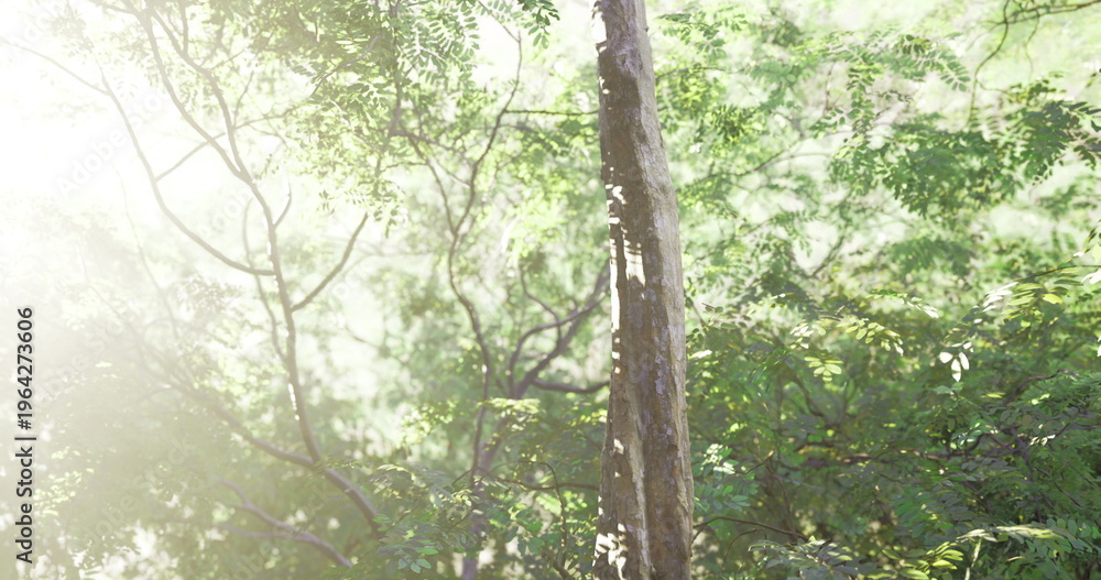 Obraz premium Sunlight gently streams through a dense canopy of leaves in a tranquil forest, illuminating the vibrant greenery. The atmosphere feels peaceful and rejuvenating.