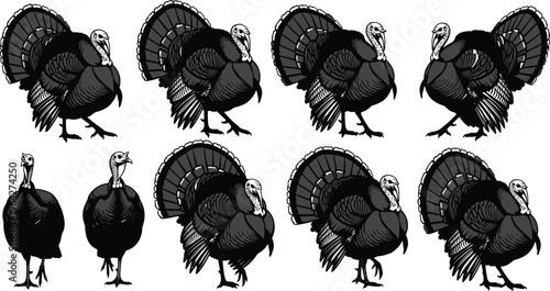 Turkey silhouettes set isolated on white background, black farm bird standing and walking vector illustration, diverse poultry poses for professional thanksgiving and autumn design.