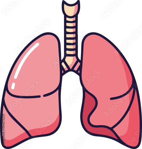 Anatomical illustration of human lungs and trachea from a front view