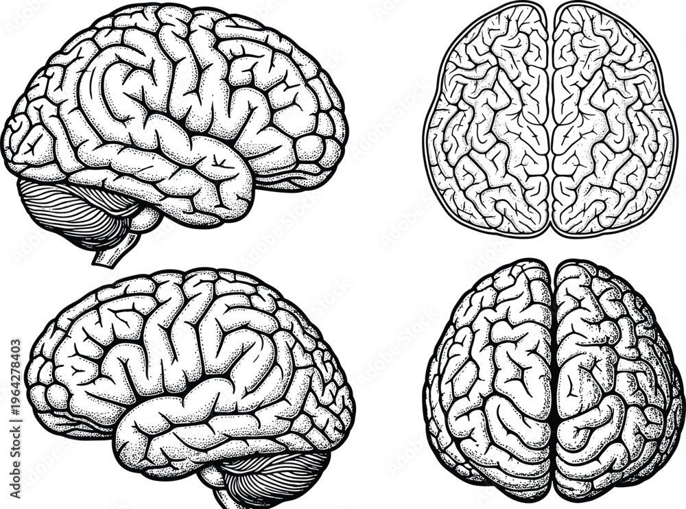 Fototapeta premium Detailed human brain anatomical vector illustration set featuring side and top views with engraved hatched texture for medical educational and scientific research,
