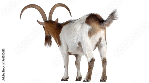 Brown and white goat standing from behind with curved horns isolated on white, perfect for livestock catalog, cutout design