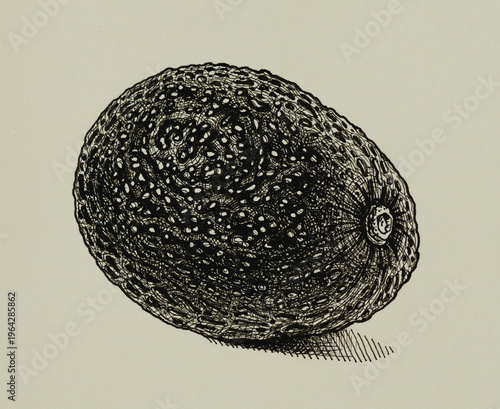 Hand-drawn black liner illustration of a ripe avocado on paper. Detailed realistic sketch, highly textured bumpy skin with prominent dots and short stem. Diverse drawing techniques, cross-hatching.
