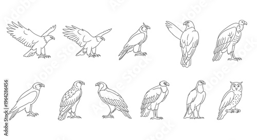 Collection of various hawk illustrations standing.