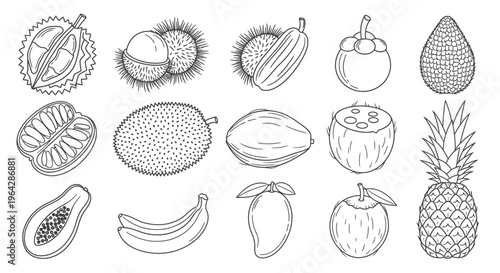 Variety of exotic fruit illustrations.