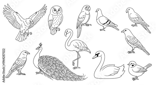 Various birds on white background.