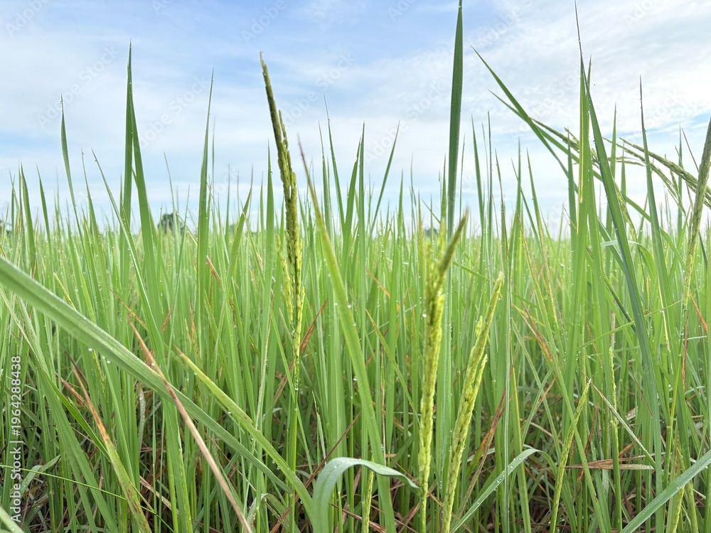 Obraz premium green grass and blue sky