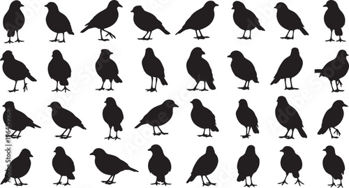 flock of black bird silhouettes perched vector illustration