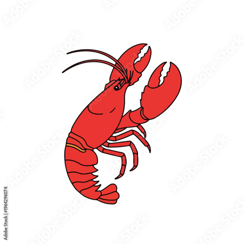 Red lobster with claws raised on white background