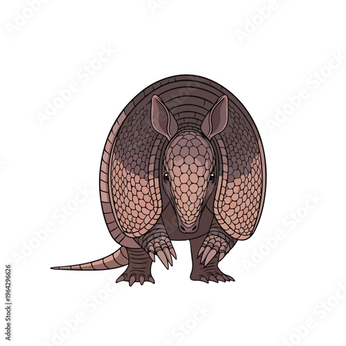 Armadillo standing on white background with shell and claws visible
