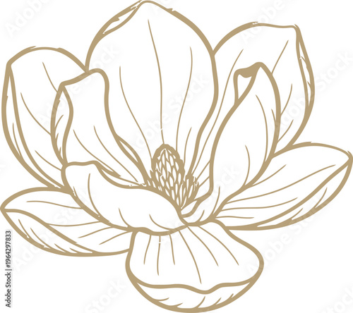 A line drawing of a magnolia flower in bloom
