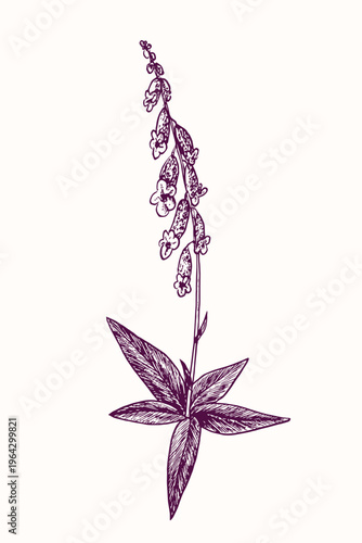 Foxglove flower (Digitalis purpurea) on stem with leaves, doodle black ink drawing, woodcut style
