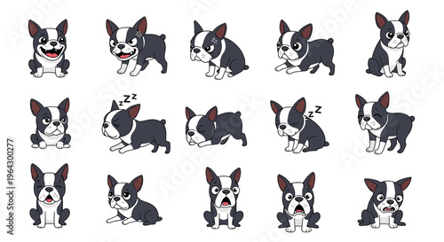 Boston Terrier cartoon character expressions and poses in playful style  