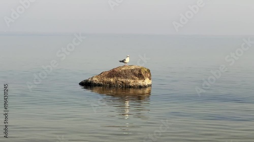 Seagull Perched on Rock in Calm Sea

