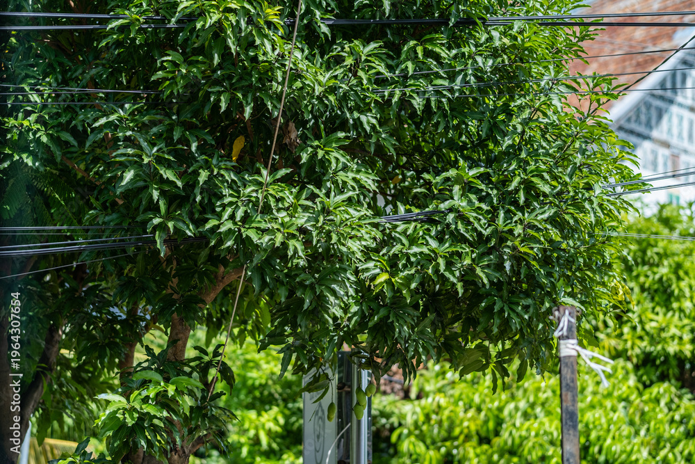 Obraz premium Green leafy tree with electrical wires crossing through branches in urban environment, representing nature and infrastructure interaction