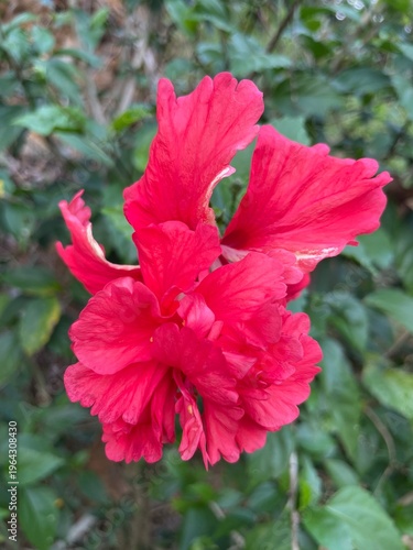 red hibiscus flower