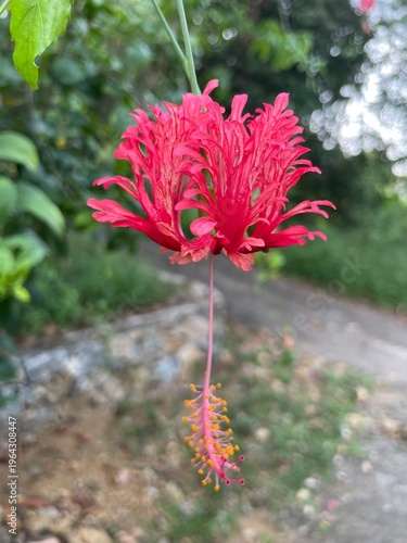 red dahlia flower