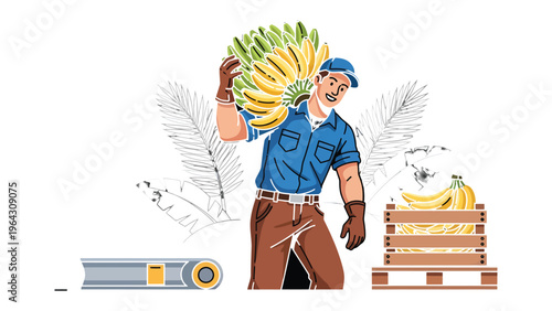 Banana Harvest & Labor: A worker shoulders a bountiful harvest of bananas while managing crate, celebrating the vitality of the crop, with its robust labor.