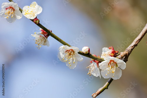 Photography Plum blossoms, known as ume in Japan, bloom in late winter, symbolizing early spring, renewal, and quiet beauty before the arrival of warmer days