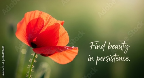 Vibrant Red Poppy Flower in Soft Sunlight