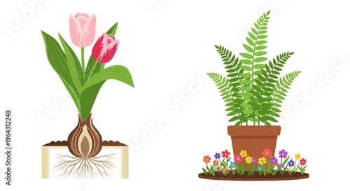 Spring garden plant vector set, blooming pink tulip with bulb and roots, potted green fern with colorful flowers, botanical growth illustration