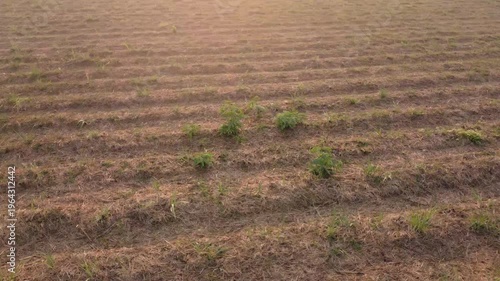 Sunrise Over Rural Landscape in Thepharak, Nakhon Ratchasima, Thailand