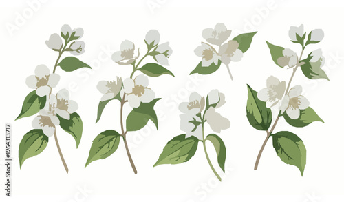 Watercolor Jasmine Flower Branch Set Isolated on White Background Botanical Floral Elements